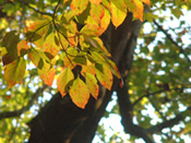 Temenos autumn leaves