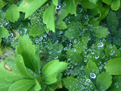Temenos morning dew on leaves
